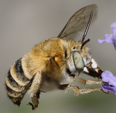 Apidae Megachilinae?  No, Apidae Anthophorinae: cfr. Amegilla sp.